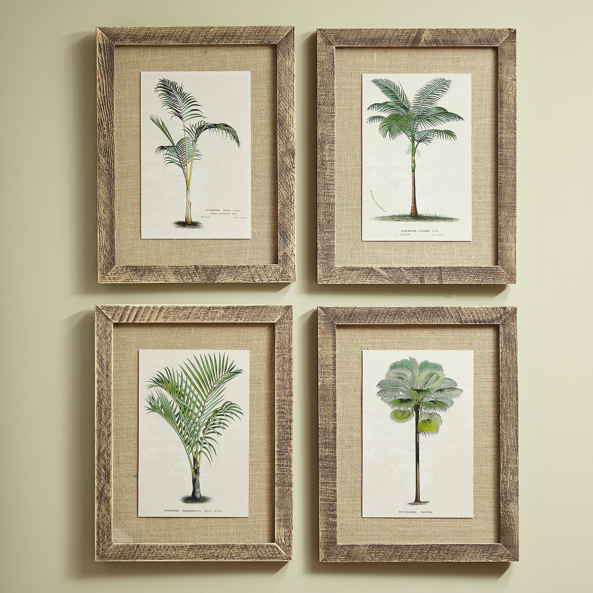 Birch Lane Palm Tree Framed Prints Reviews Wayfair