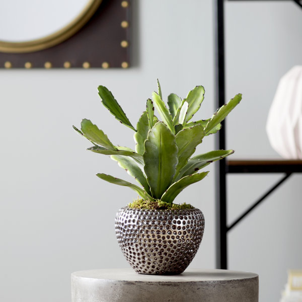 Trent Austin Design Desk Top Plant in Pot &amp; Reviews