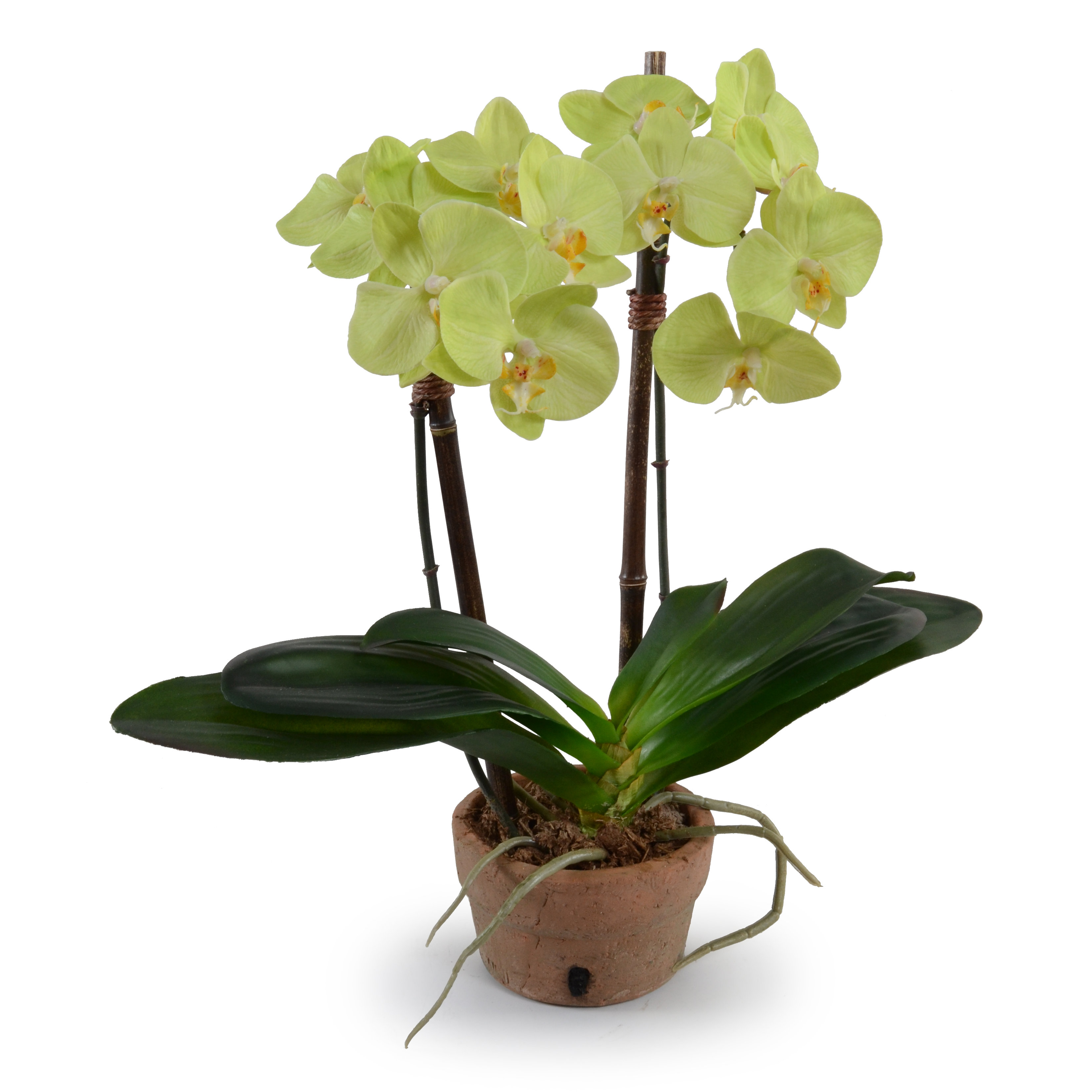 New Growth Designs Double Faux Phalaenopsis Orchid & Reviews Wayfair