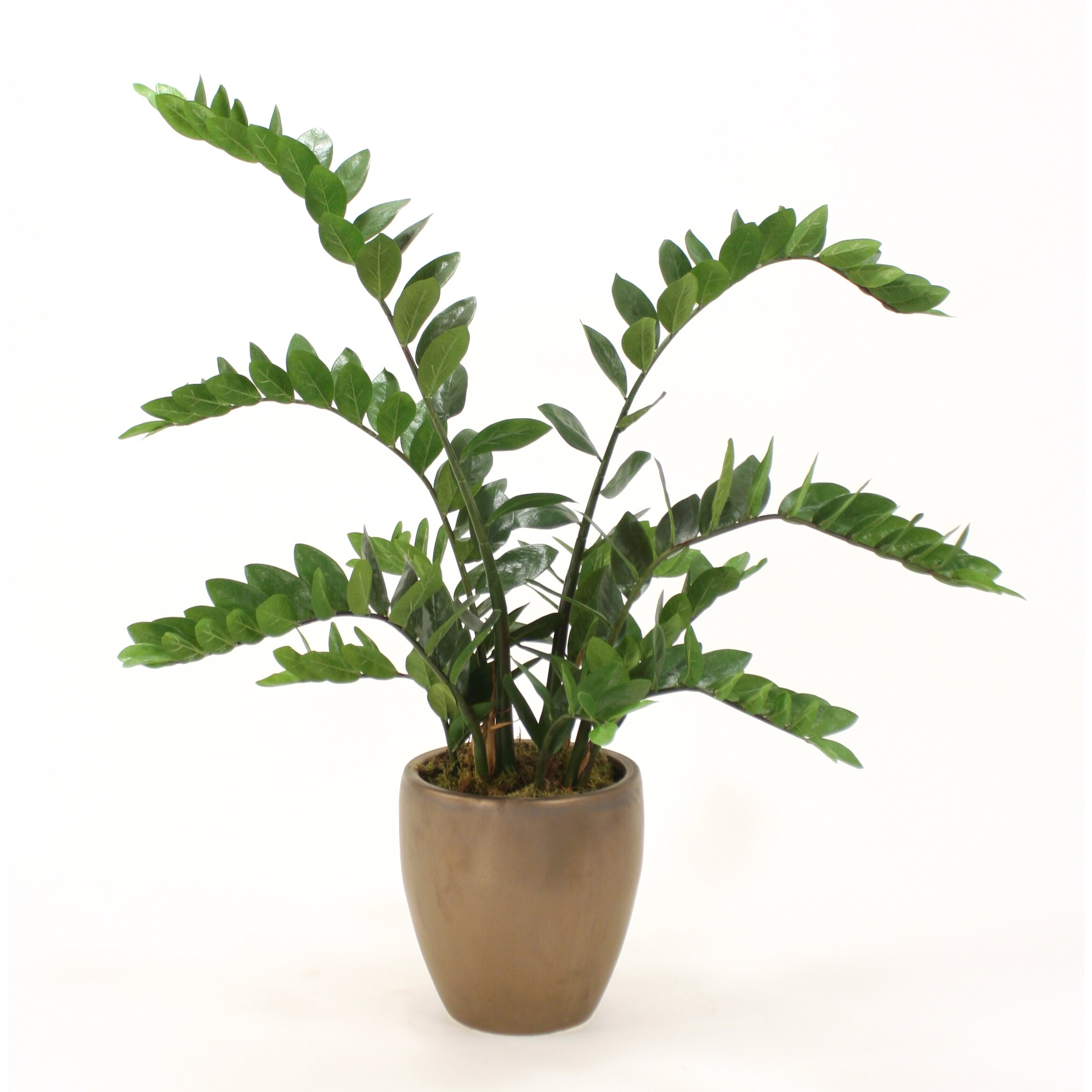 Distinctive Designs Silk ZZ Floor Plant in Planter | Wayfair