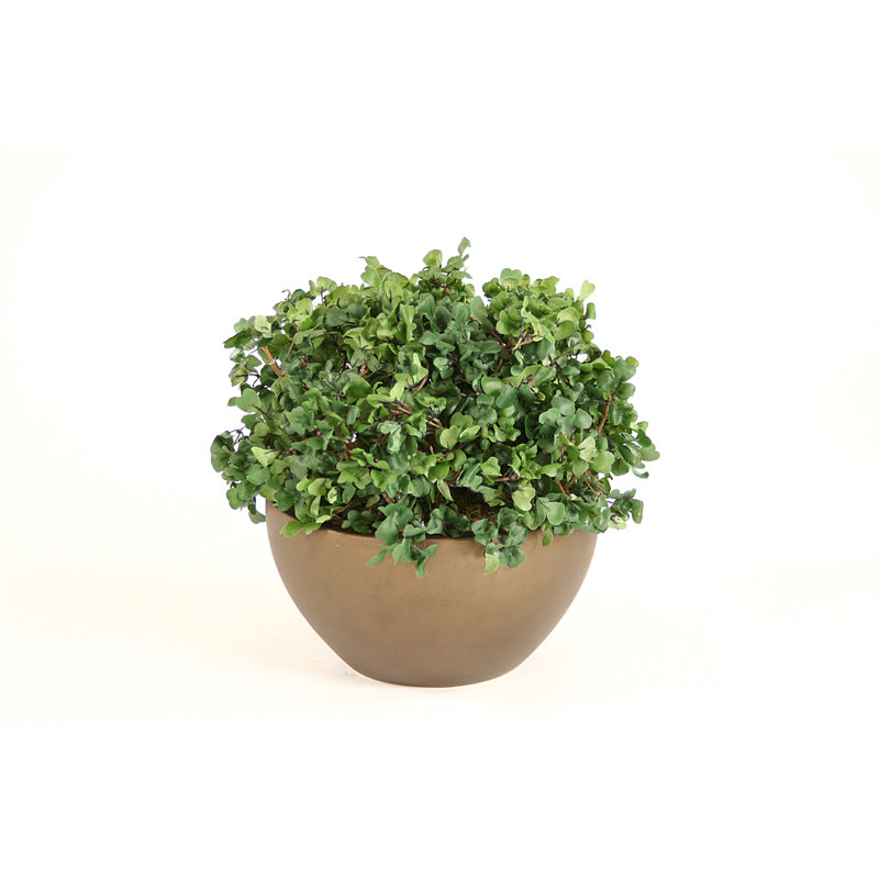 Distinctive Designs Silk Boxwood Floor Plant in Pot Wayfair