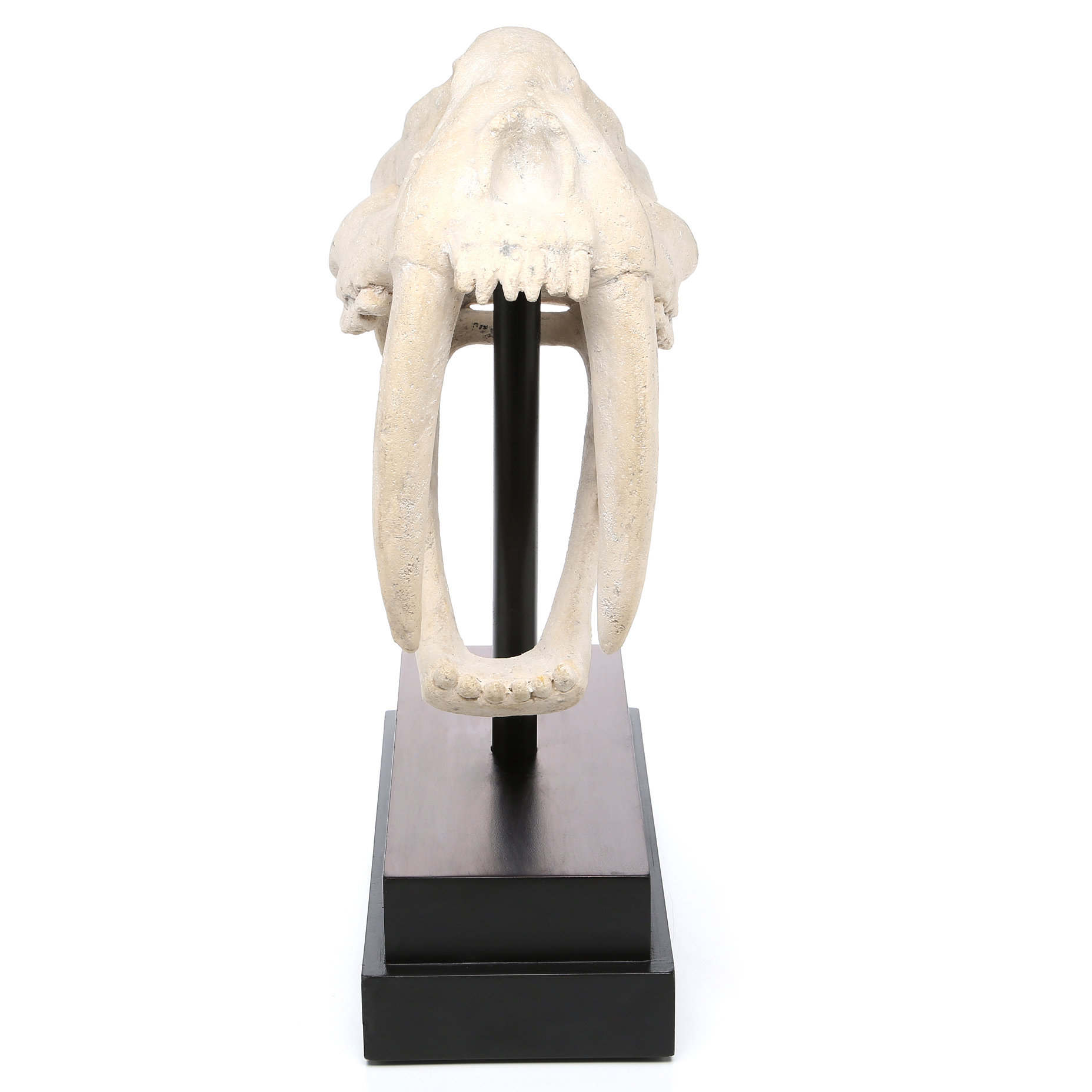 Design Toscano SaberToothed Tiger Skull Artifact Figurine & Reviews