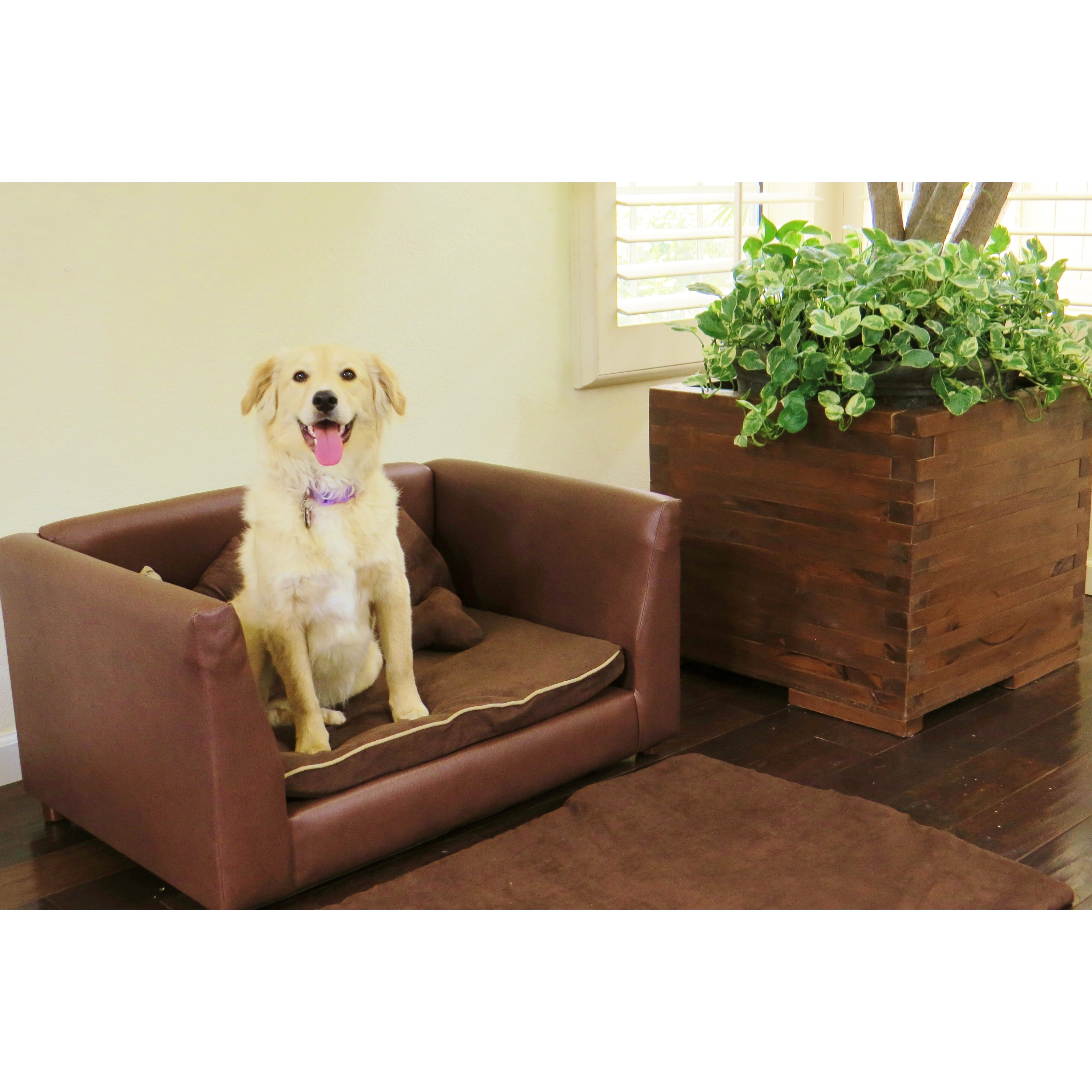 first impressions plush dog chair