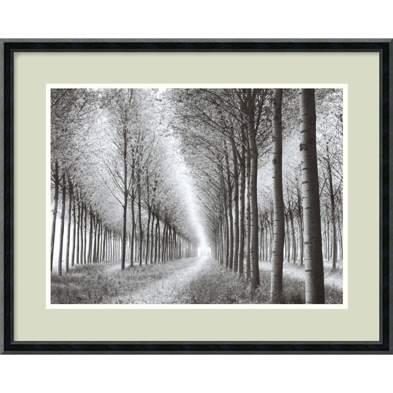 Amanti Art 'Tree Parade' by Chip Forelli Framed Photographic Print ...