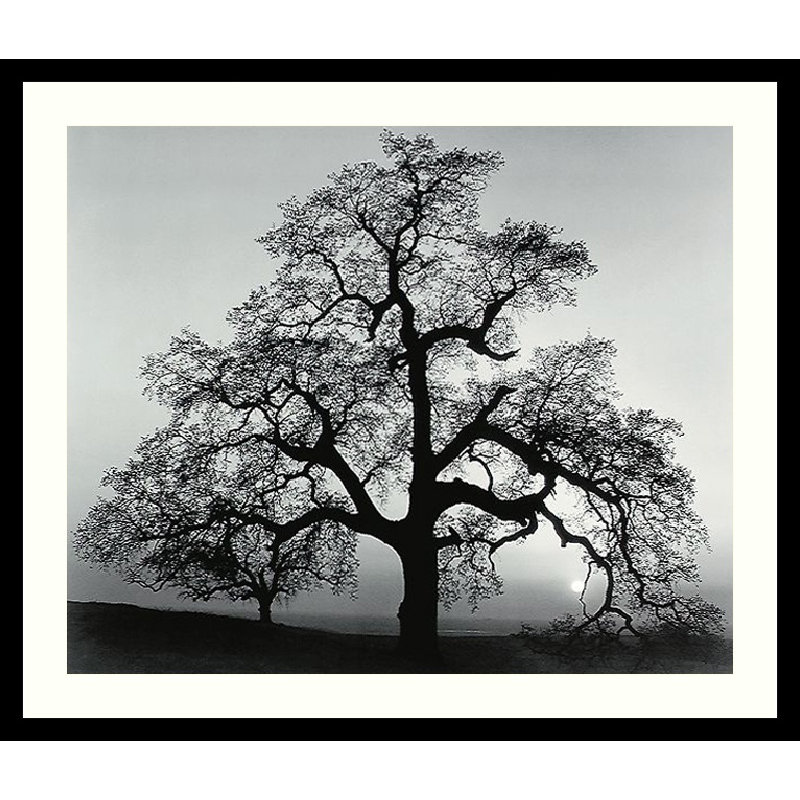 Amanti Art 'Oak Tree, Sunset City, California, 1962' by Ansel Adams ...