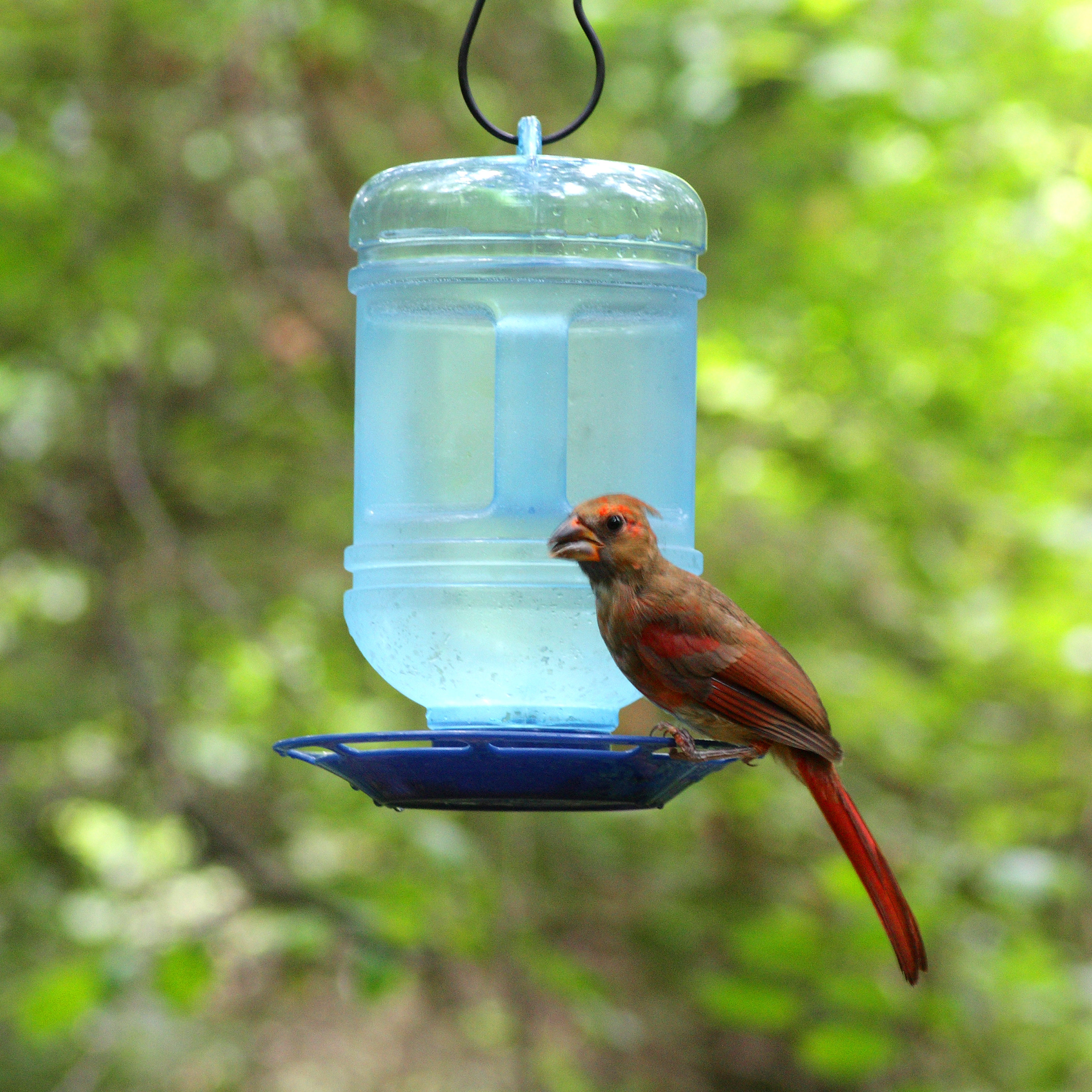 perky pet water cooler hummingbird feeder reviews wayfair perky pet water cooler hummingbird feeder reviews wayfair
