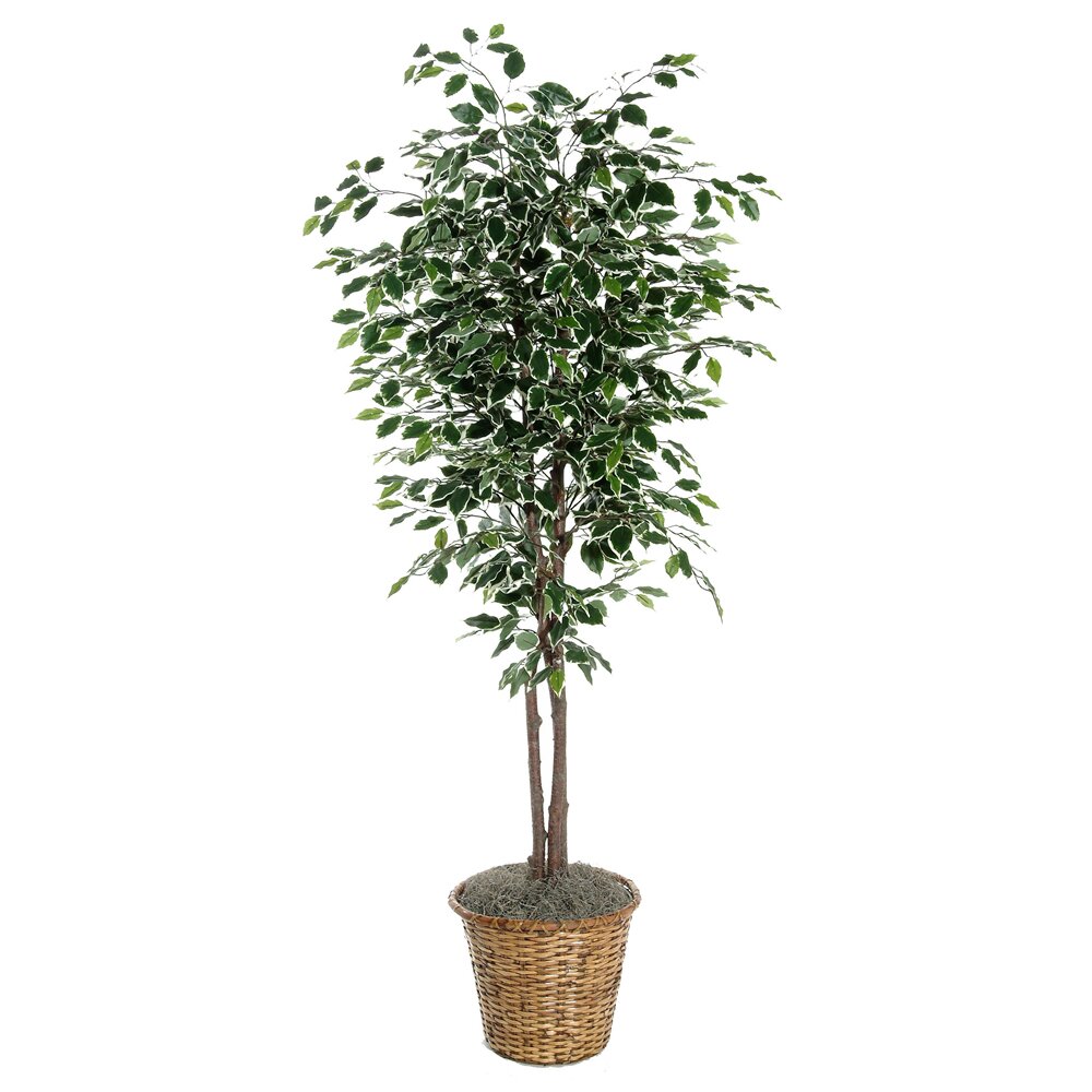 Vickerman Deluxe Artificial Potted Natural Ficus Tree in Basket ...