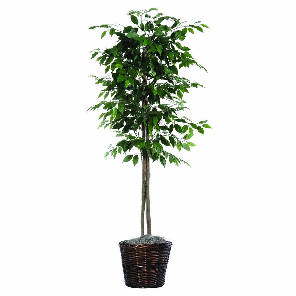 Vickerman Executive Economy Artificial Potted Natural Variegated Ficus ...