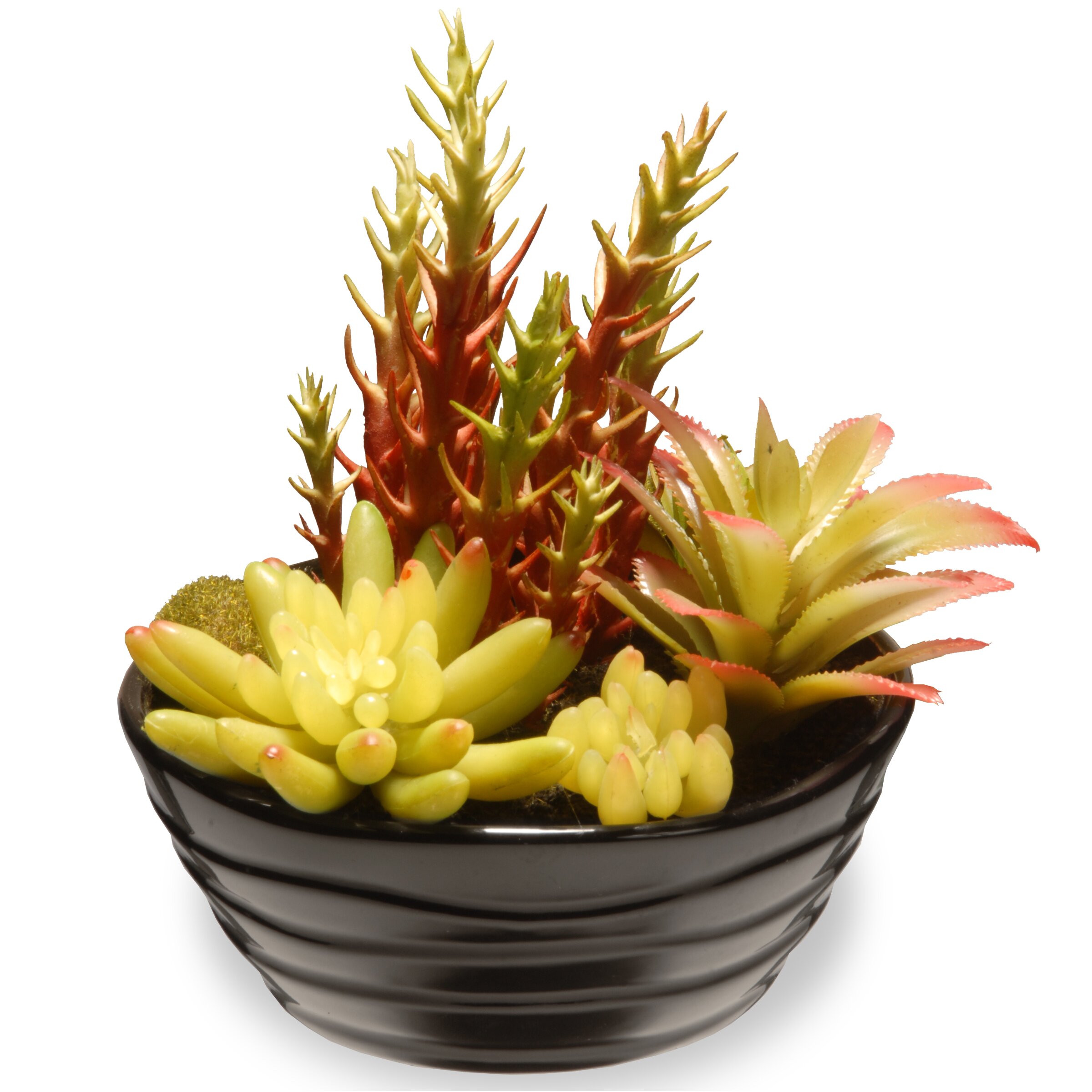 National Tree Co. Succulent Desk Top Plant in Pot | Wayfair