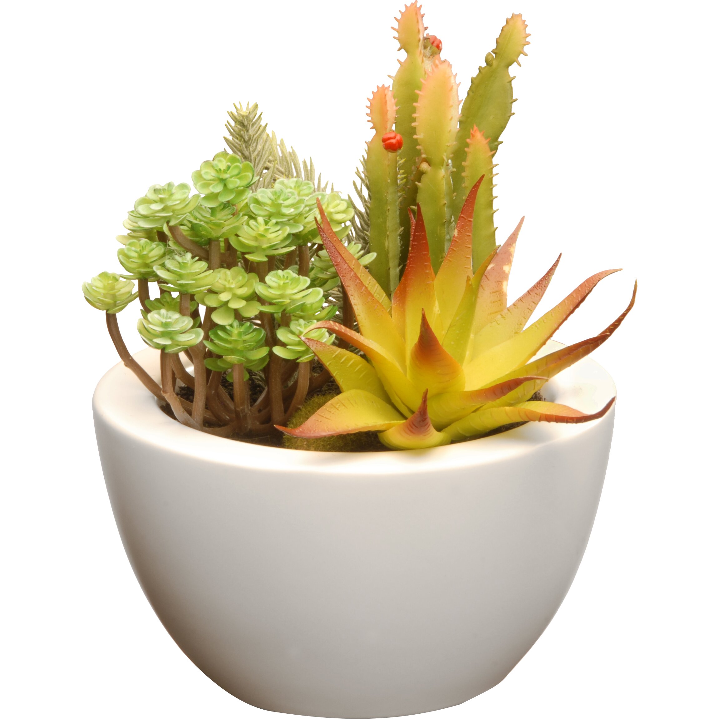 National Tree Co. Succulent Desk Top Plant In Pot & Reviews 