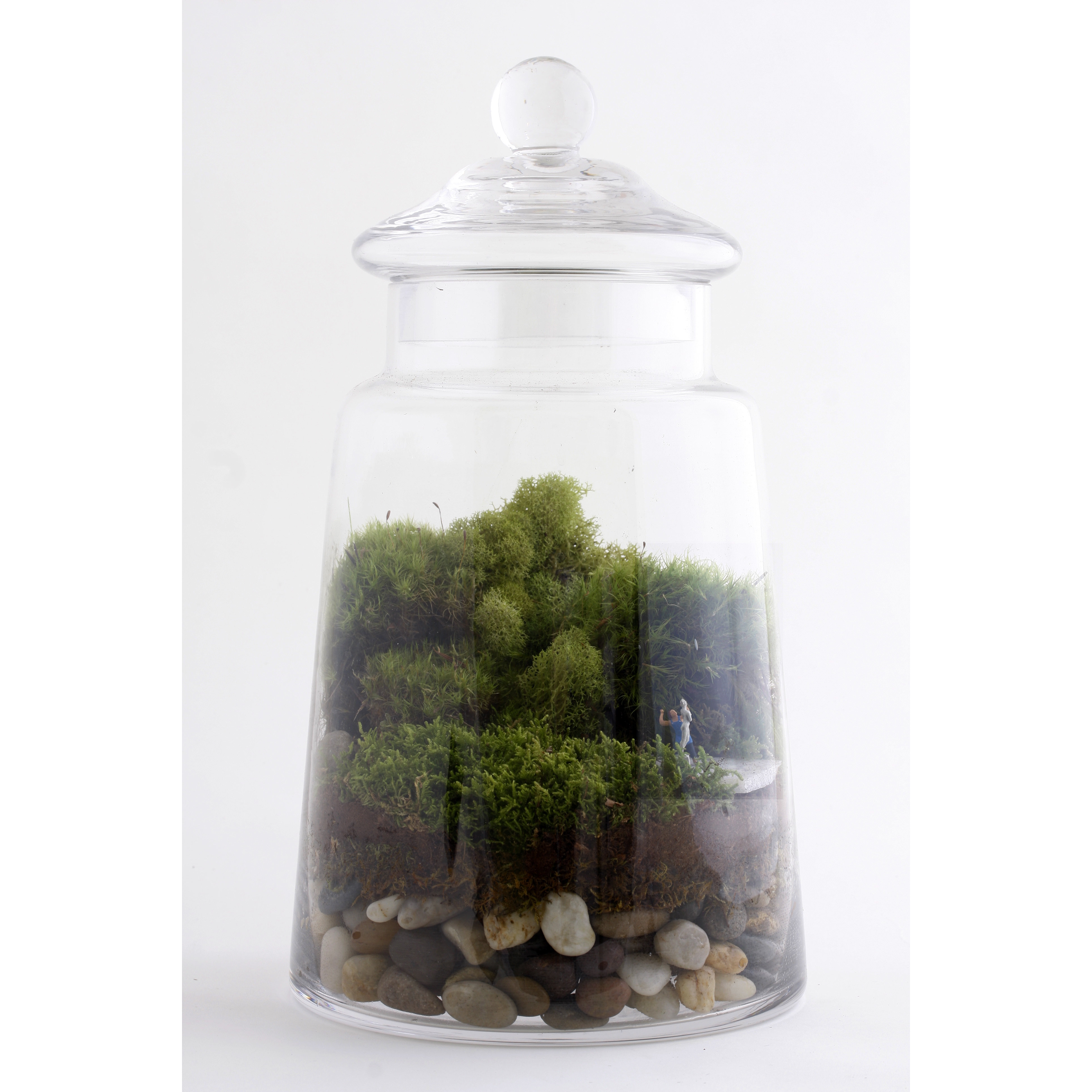 Twig Terrariums Masterpiece Desk Top Plant in Terrarium & Reviews Wayfair
