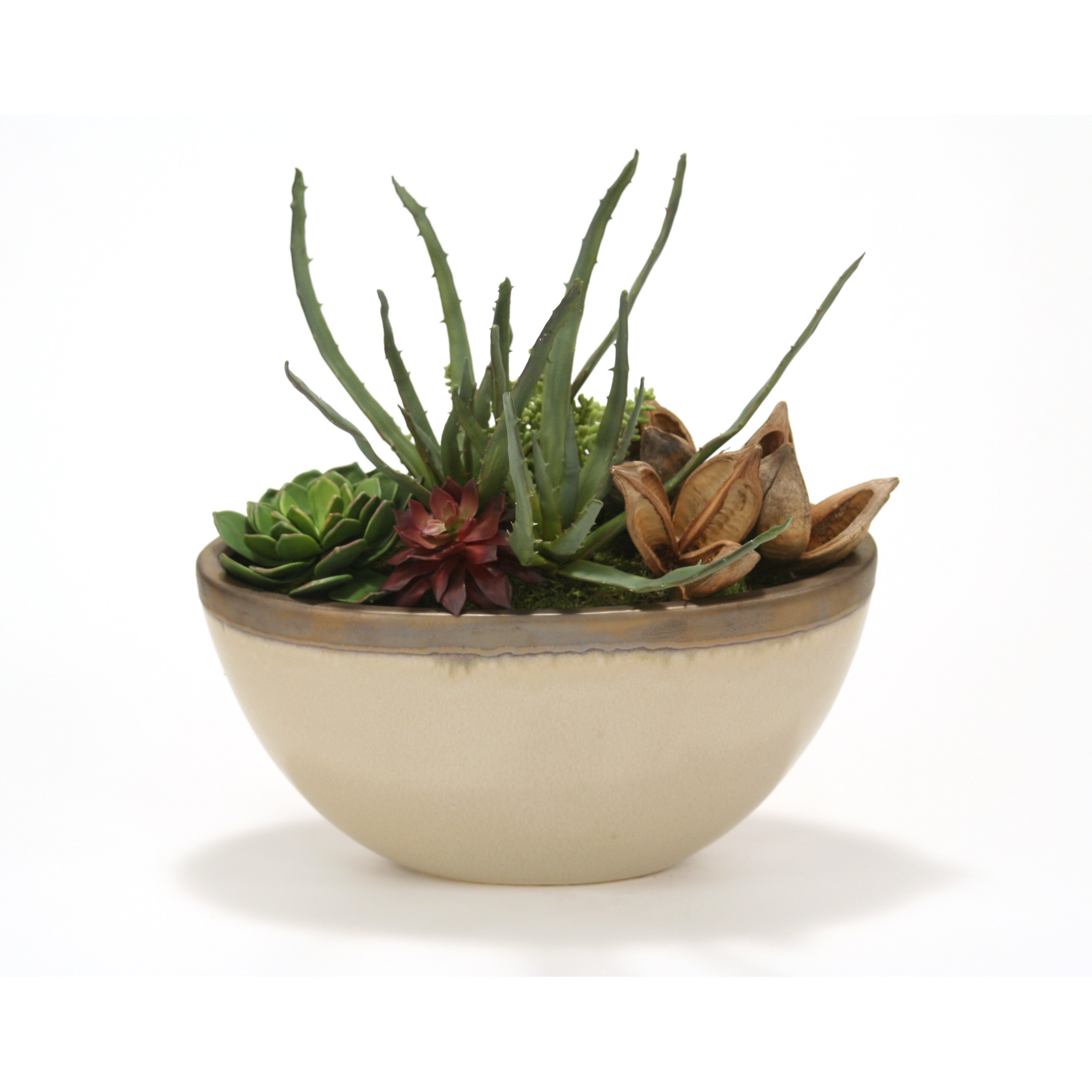 Distinctive Designs Succulent Garden Desk Top Plant in Planter | Wayfair.ca