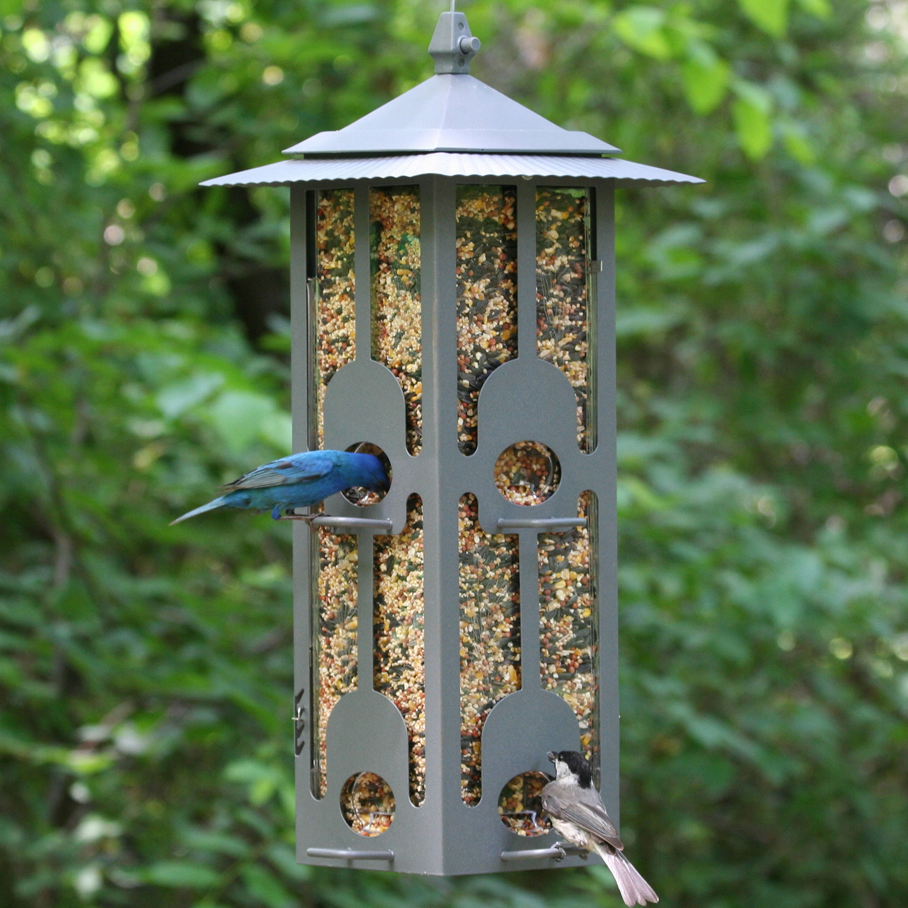 Birdscapes SquirrelBeGone Hopper Bird Feeder & Reviews Wayfair