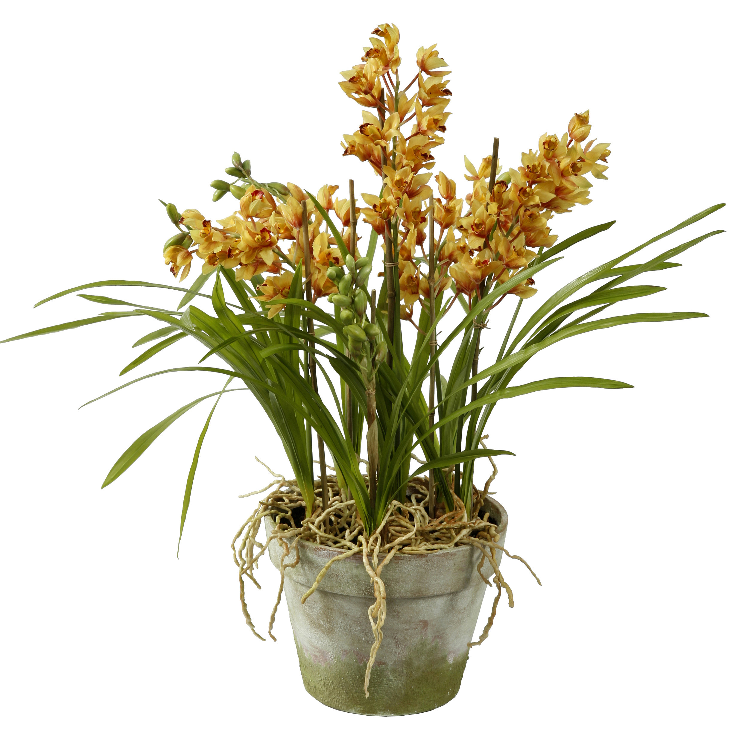 Jane Seymour Botanicals Cymbidium Orchids in Terracotta Pot Wayfair