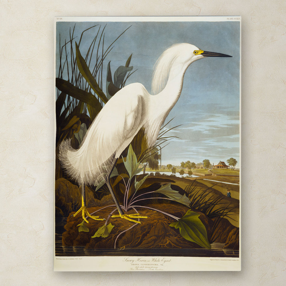 Trademark Art "Snowy Heron" by John James Audubon Painting Print on