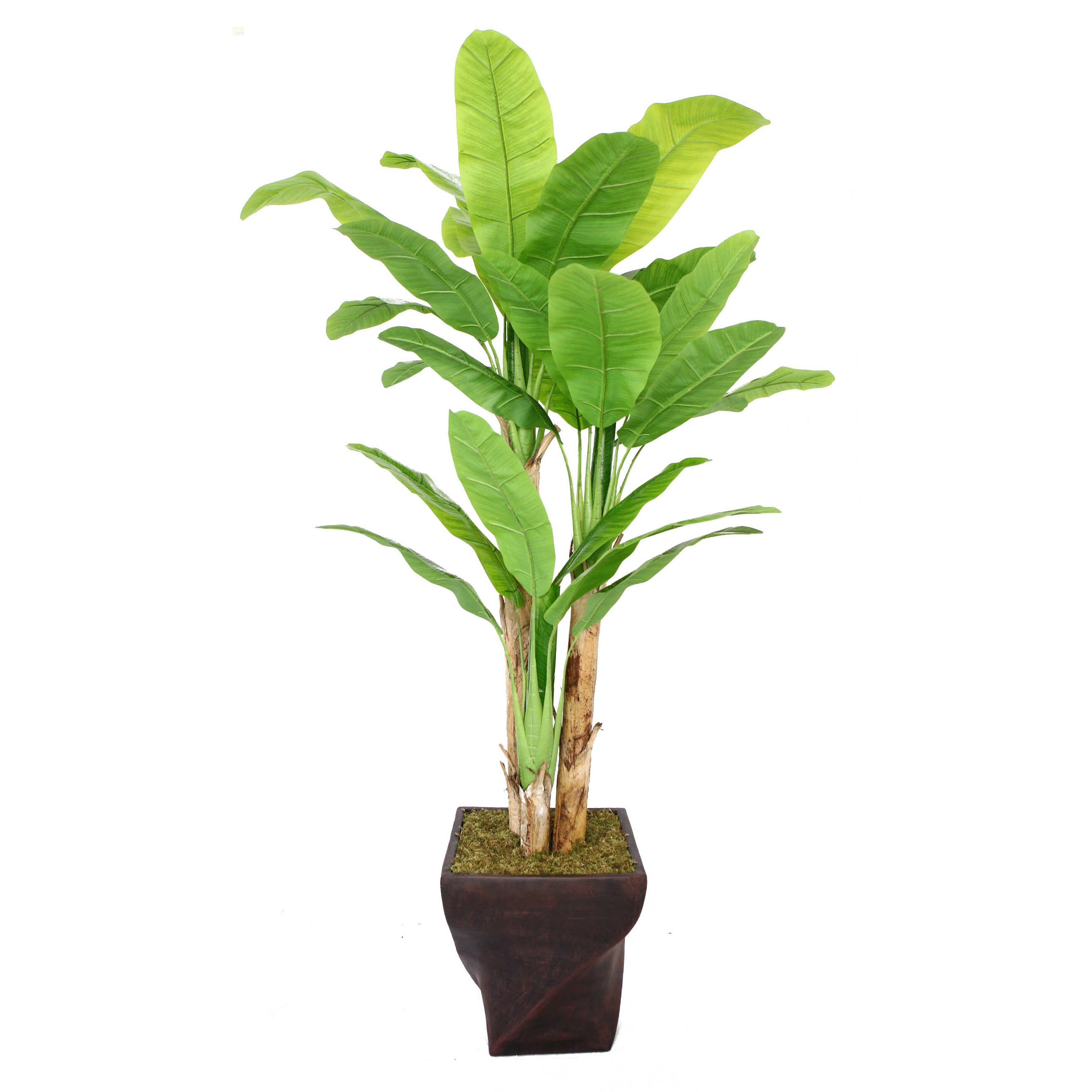 Laura Ashley Home Tall Banana Tree in Planter & Reviews | Wayfair