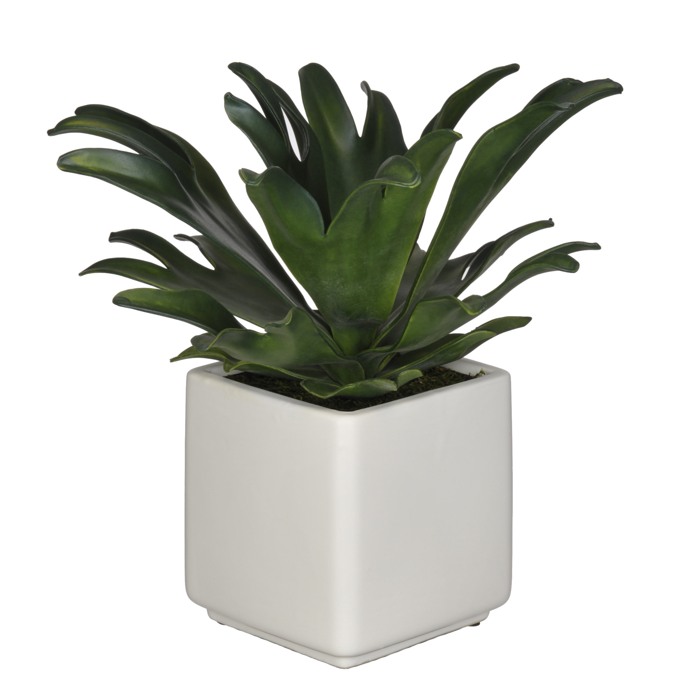 House of Silk Flowers Artificial Staghorn Succulent Desktop Plant in
