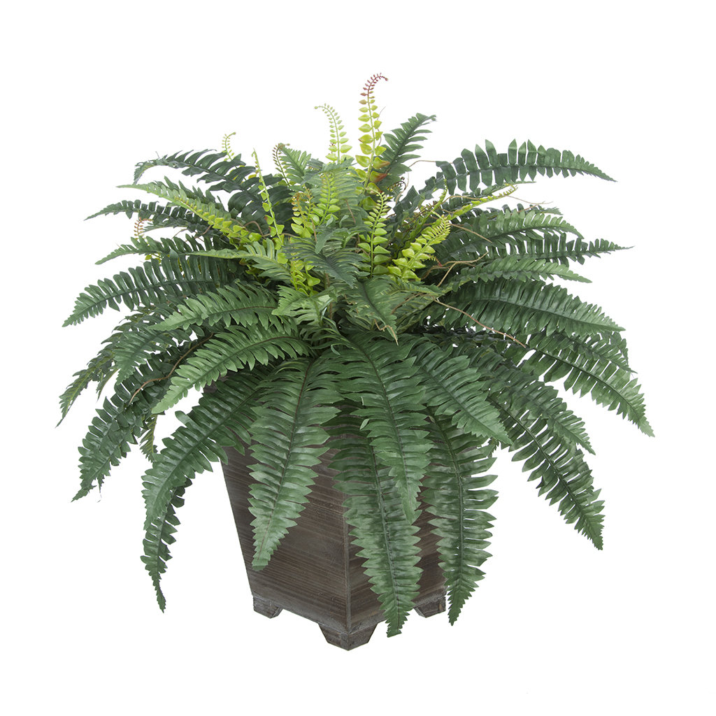 House of Silk Flowers Artificial Fern Floor Plant in