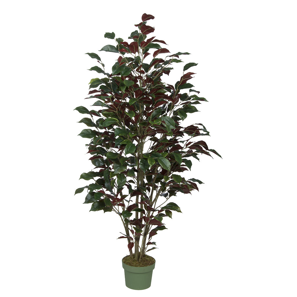 House of Silk Flowers Ficus Tree in Pot Wayfair