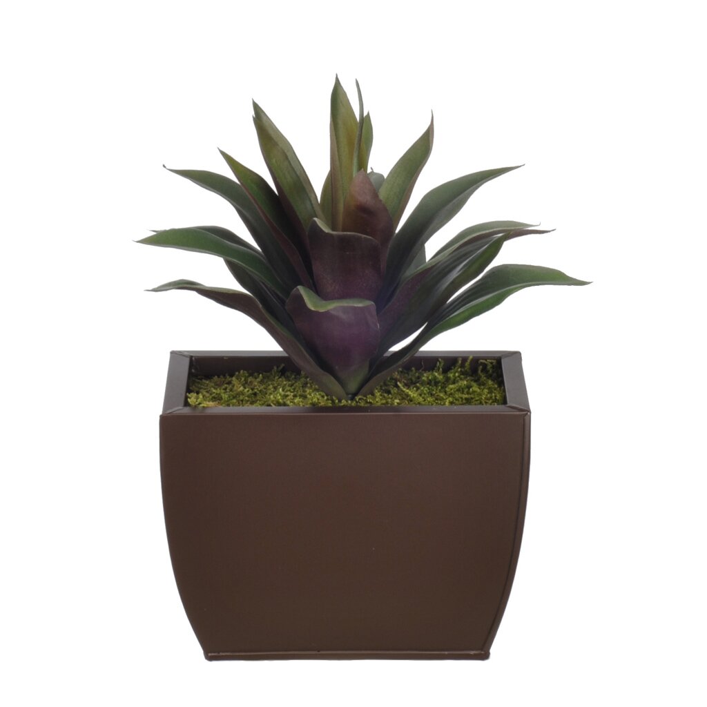 Green Burgundy Succulent Desk Top Plant in Decorative Vase