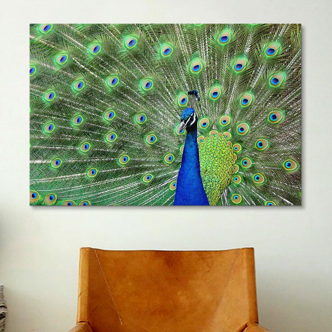 iCanvas Peacock Feathers Photographic Print on Canvas & Reviews | Wayfair