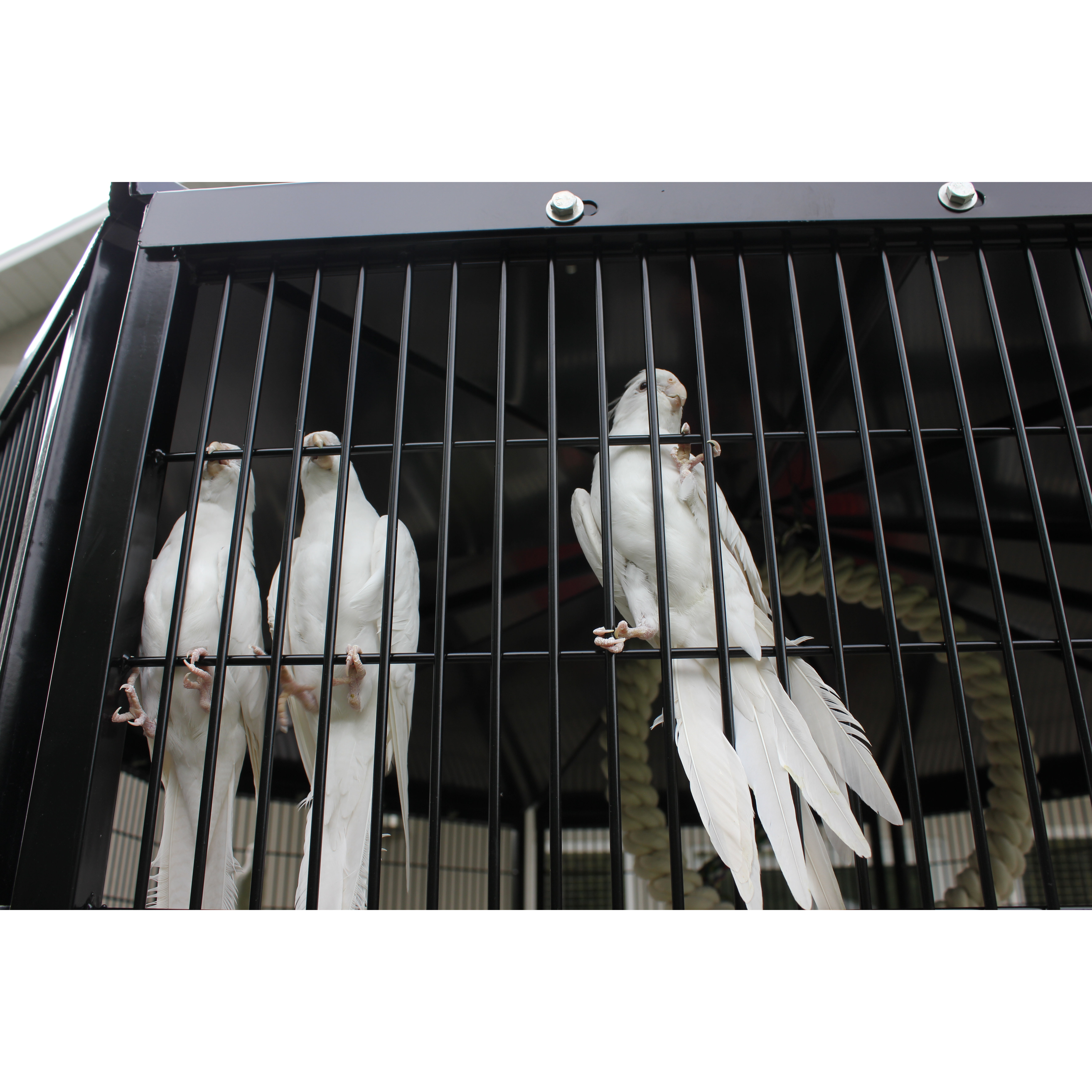 K9 Kennel 5 Sided Bird Aviary Wayfair