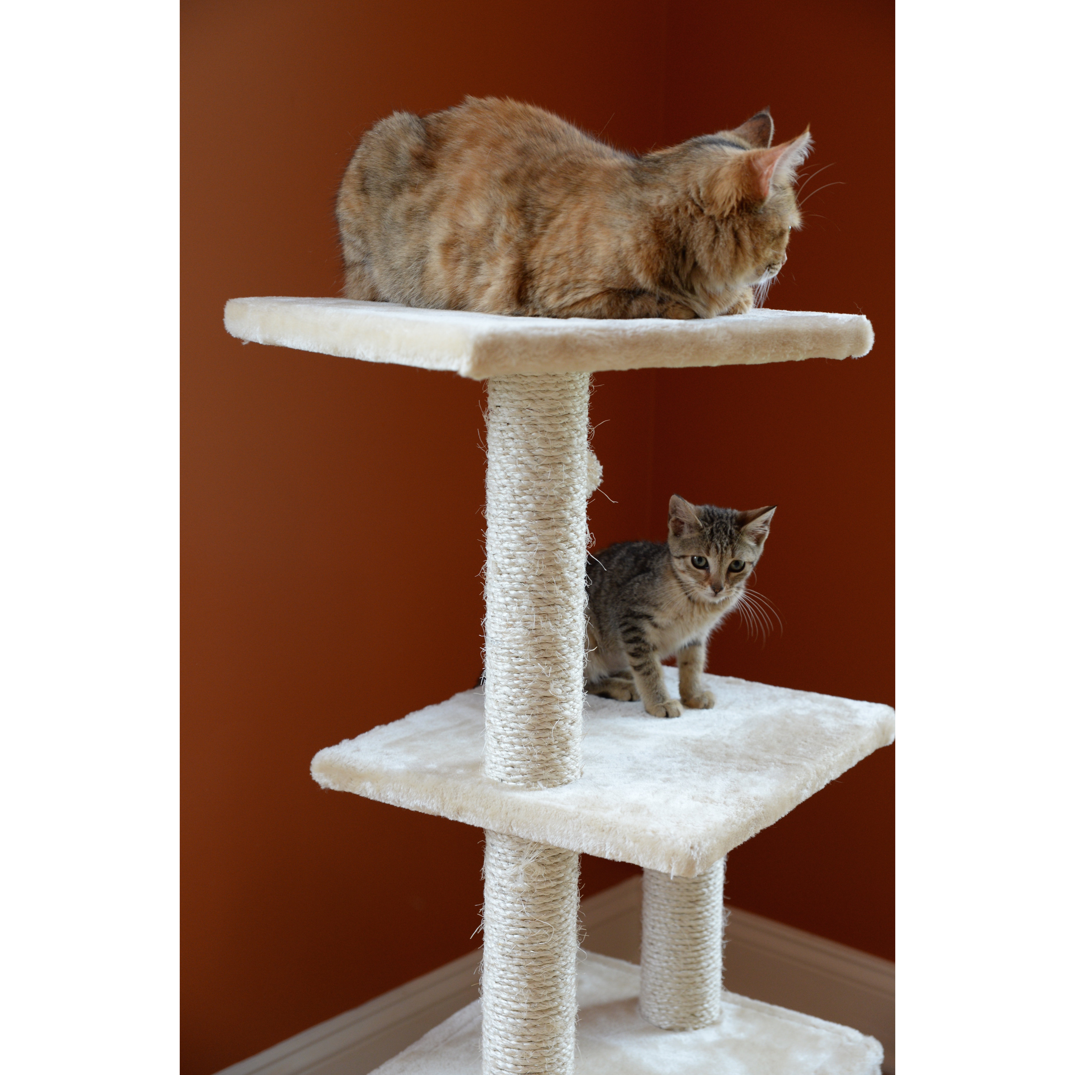 Armarkat 39" Classic Cat Tree & Reviews Wayfair