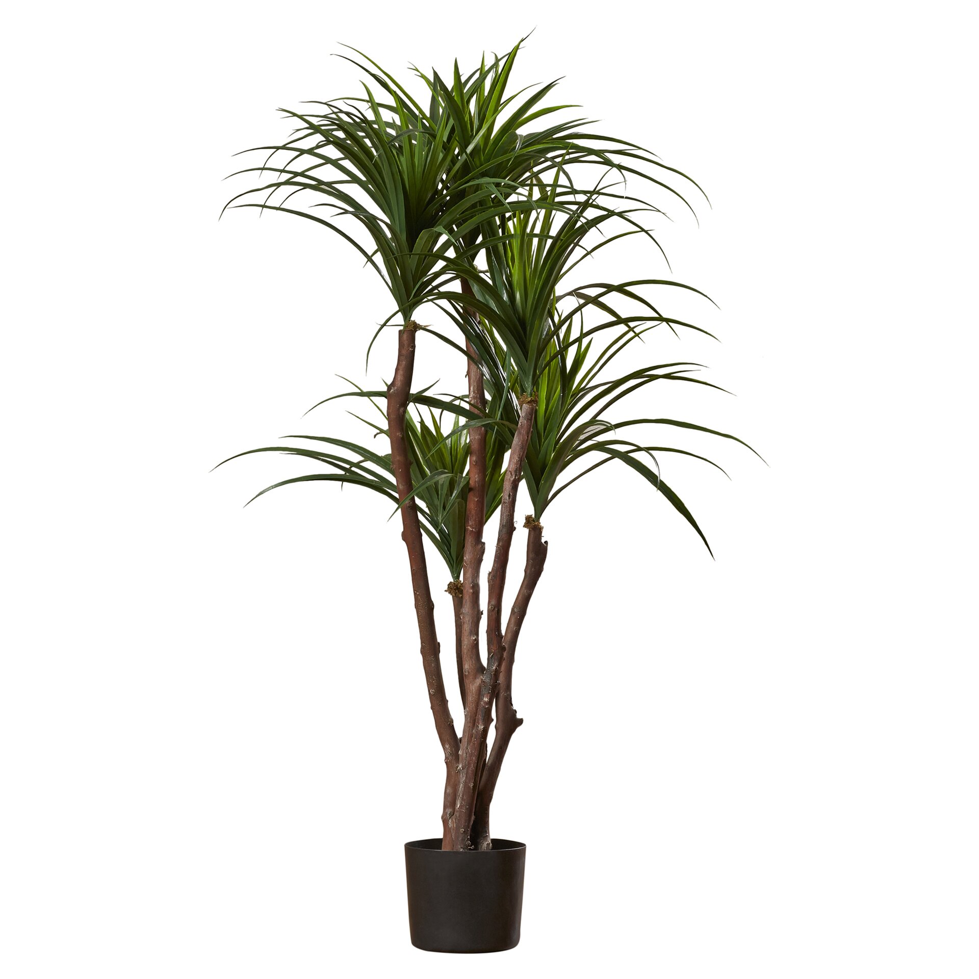 Romano Tropical Yucca Tree in Pot & Reviews | Wayfair