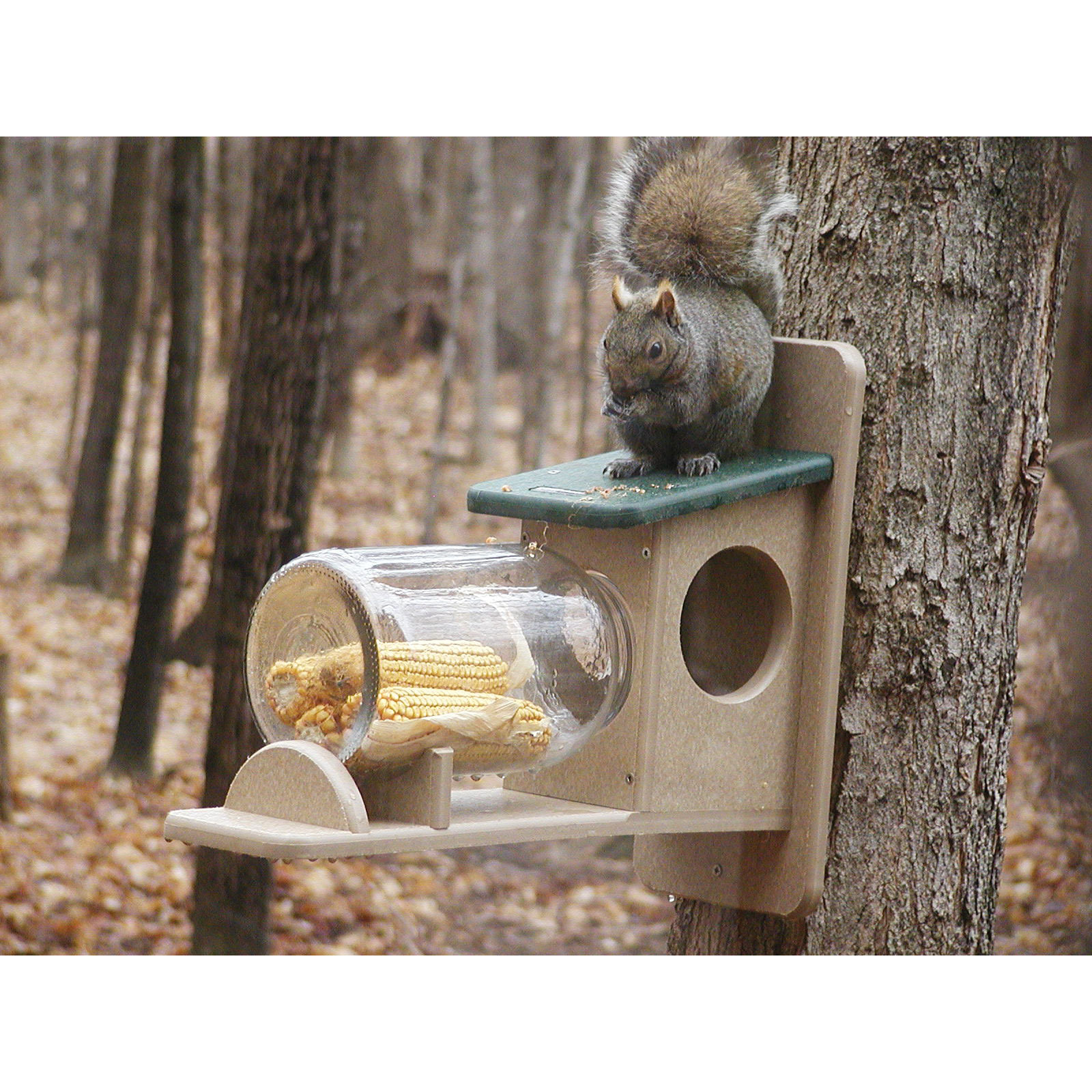 Birds Choice Recycled Squirrel Jar Bird Feeder & Reviews Wayfair