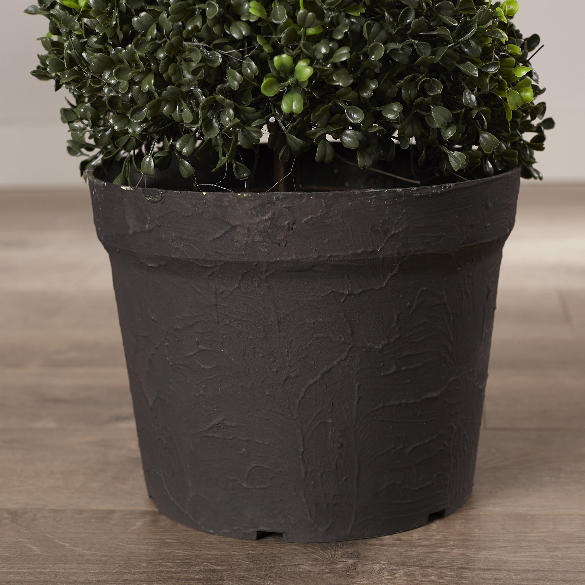 August Grove Spiral Boxwood Topiary in Planter &amp; Reviews