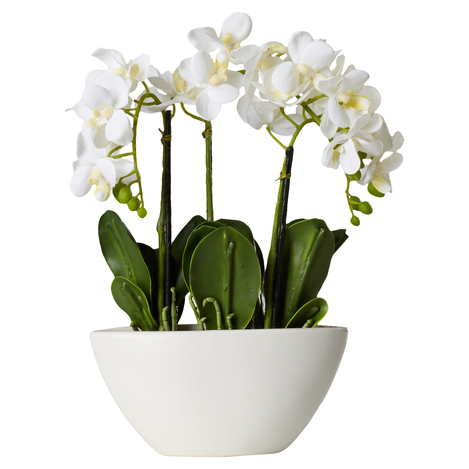 House of Hampton Lorelei Phalaenopsis Silk Flowers in Pot & Reviews