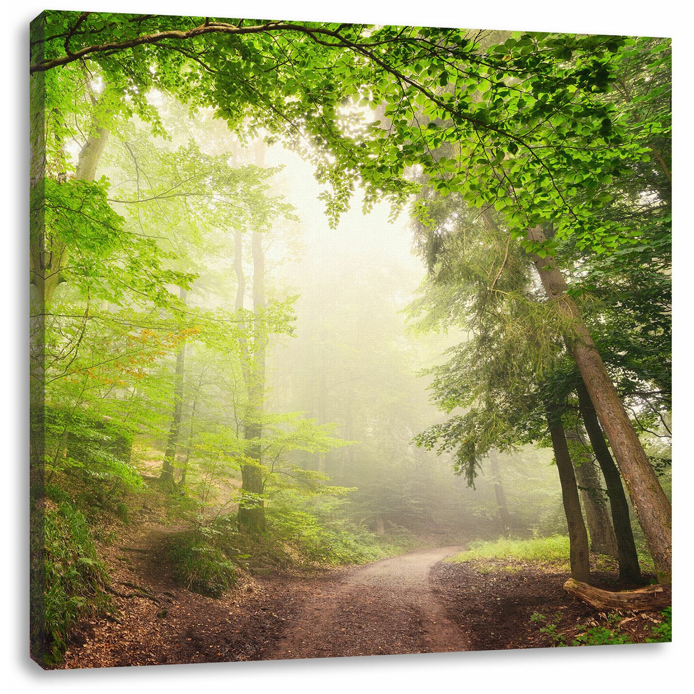 Pixxprint Rays of Sun  on Forest  Path  Photographic Print on 