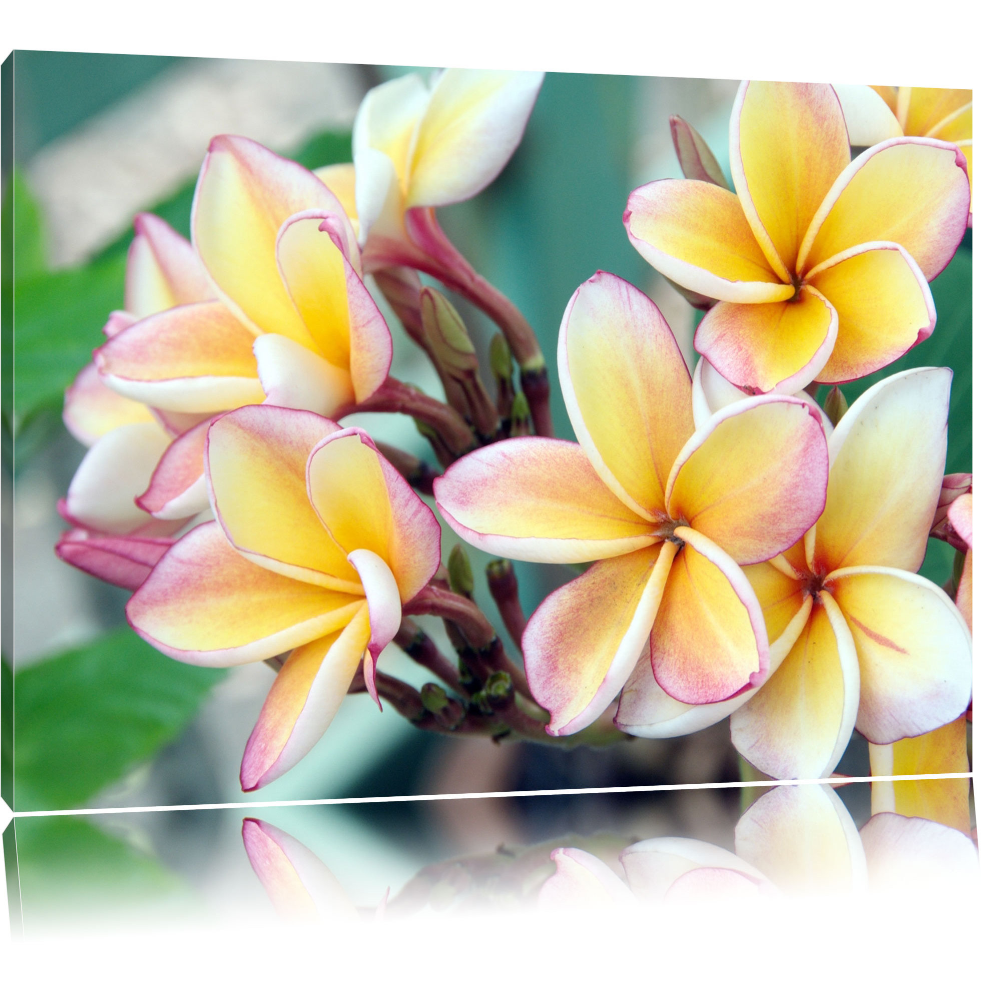 Pixxprint Monoi Flowers in Hawaii Photographic Print on Canvas Wayfair UK