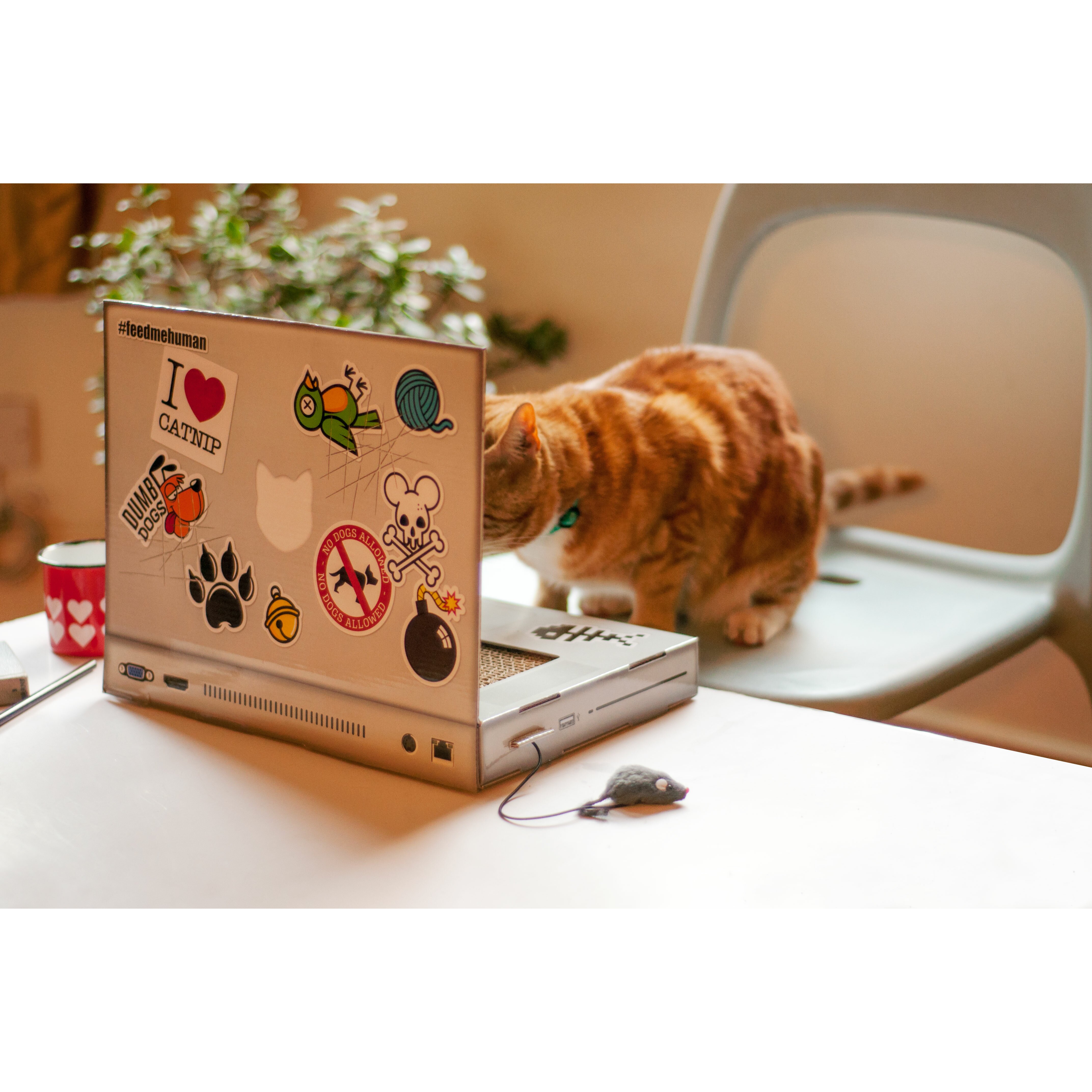 laptop scratching pad cat