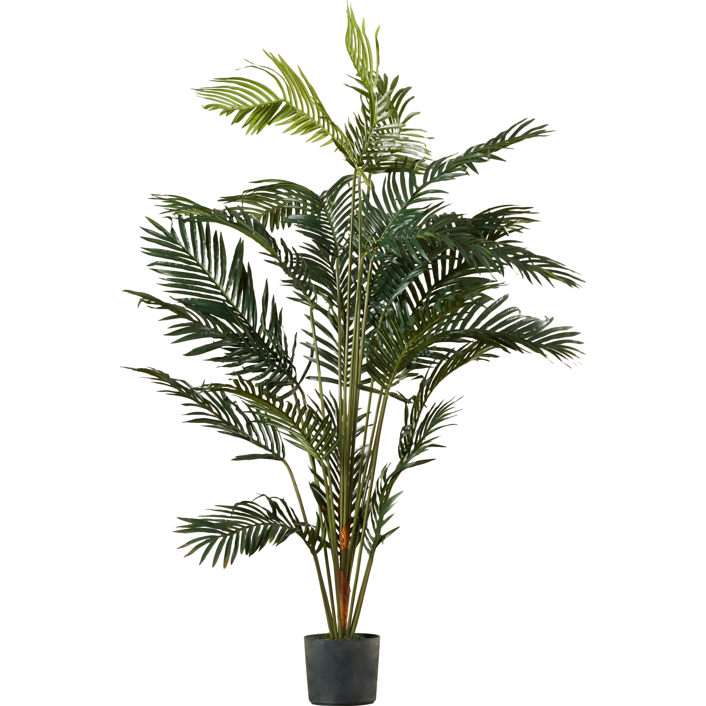 Bay Isle Home Paradise Palm Tree Floor Plant in Pot & Reviews | Wayfair