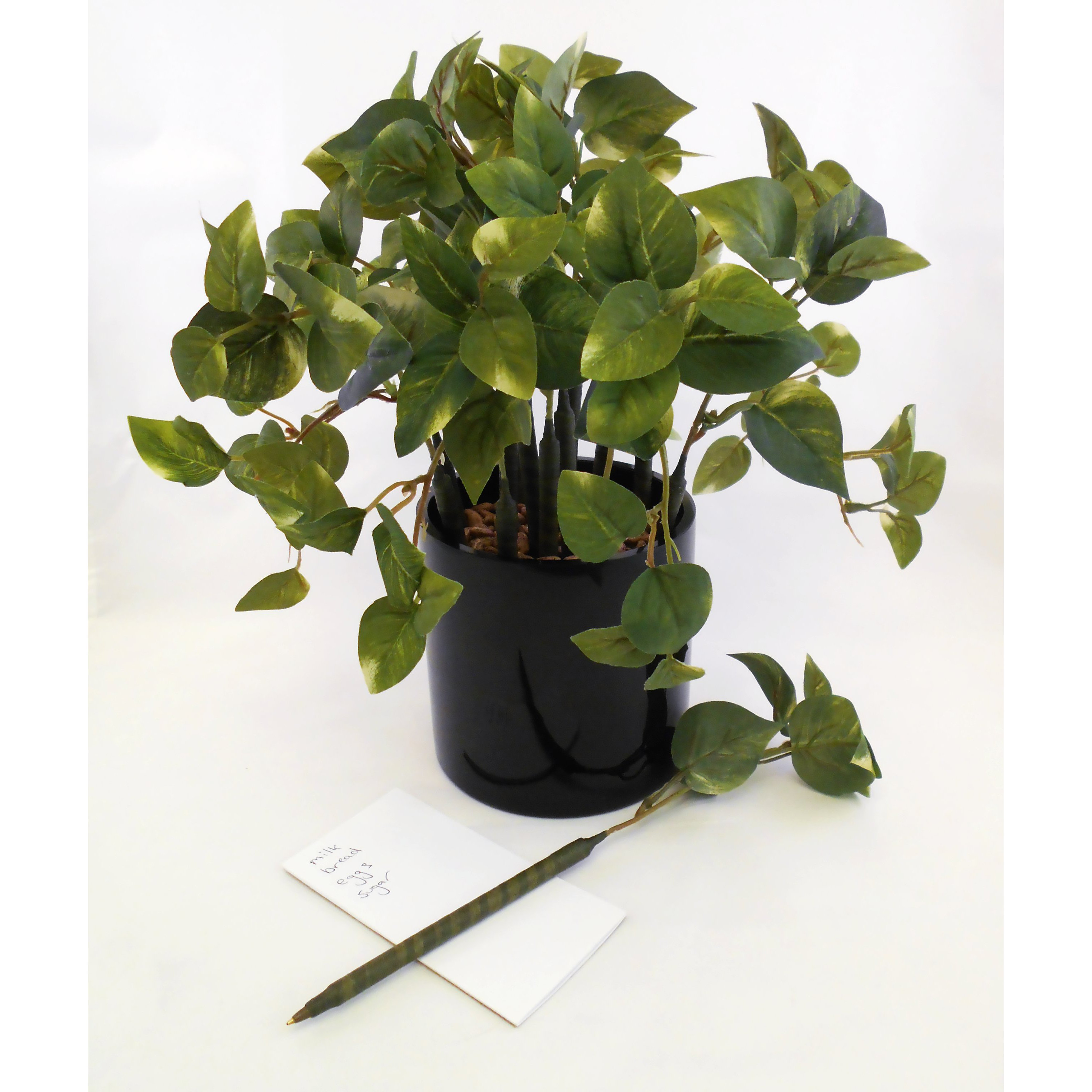 ThePenPlantFlorist Mini Pothos Pen Plant Wayfair