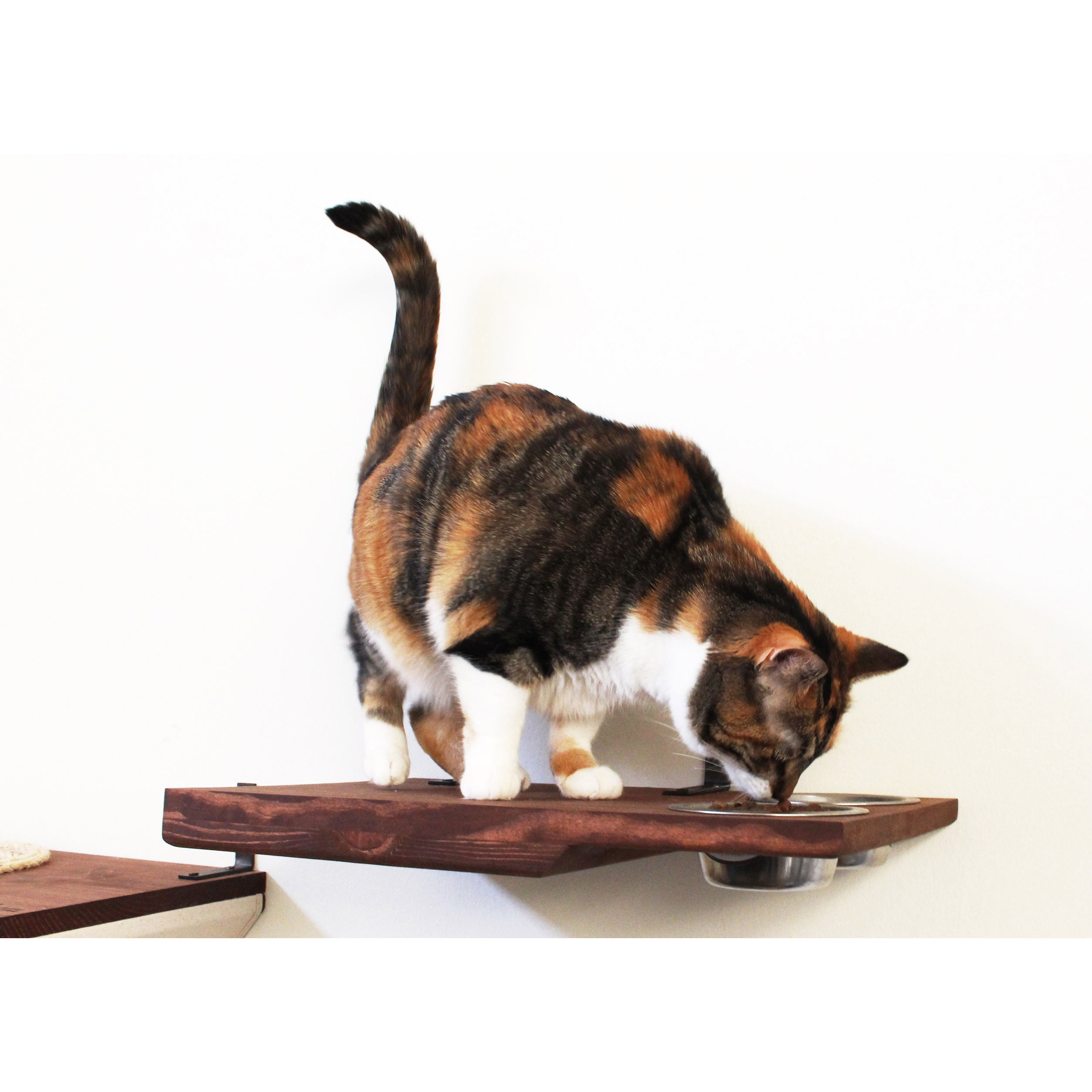 CatastrophiCreations 5” Dining Shelf Cat Perch & Reviews Wayfair