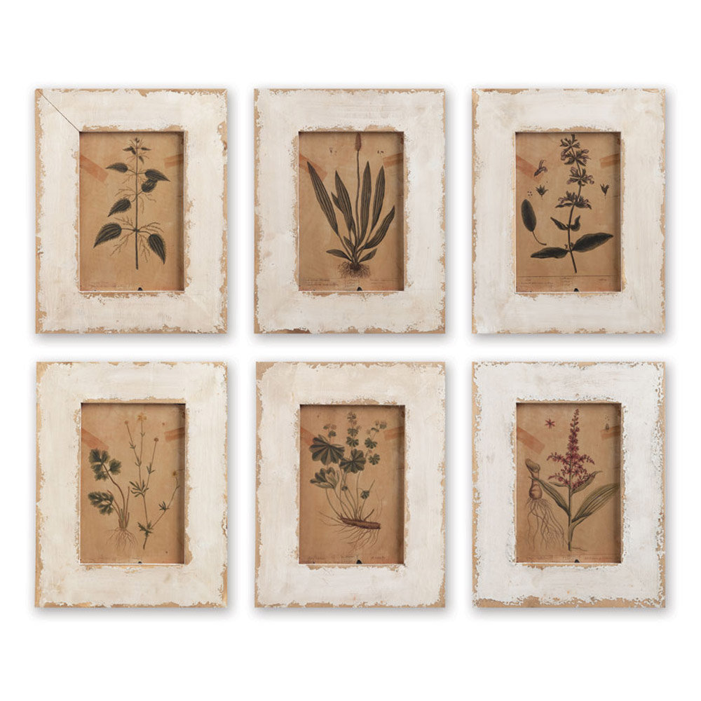 Laurel Foundry Modern Farmhouse Botanical 6 Piece Framed Graphic Art Set & Reviews Wayfair