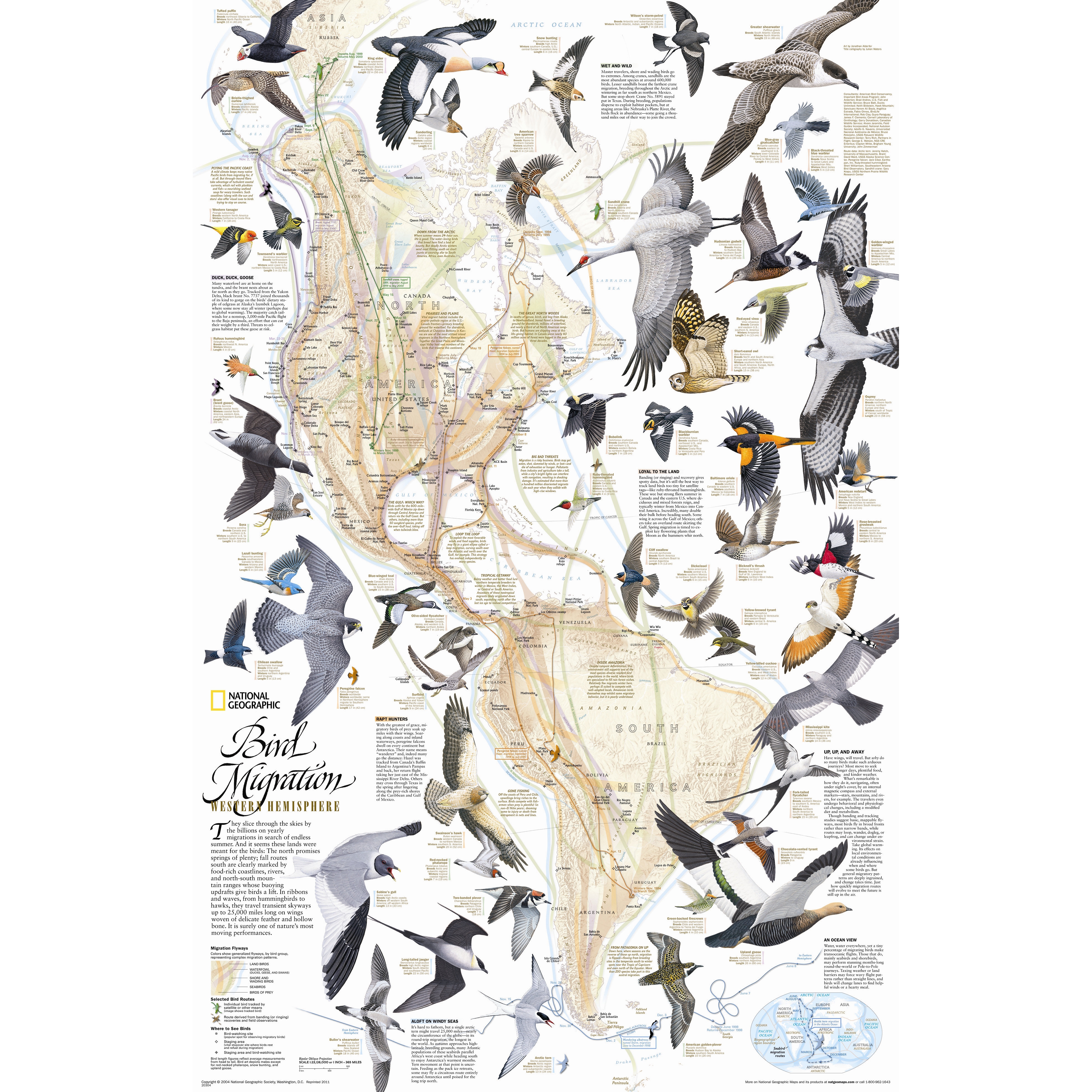 National Geographic Maps Bird Migration - National Geographic Maps Bird Migration Western Hemisphere Wall Map RE0102030