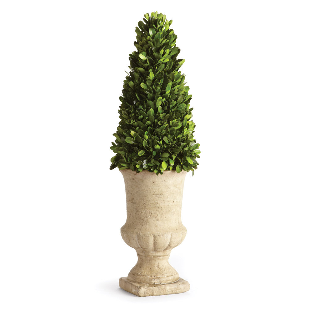 Napa Home & Garden Preserved Greens Topiary in Urn & Reviews Wayfair