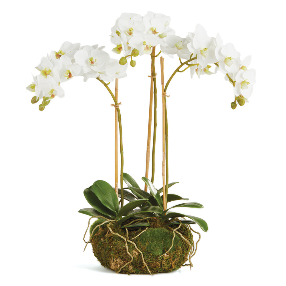 napa home garden conservatory phalaenopsis mini garden drop in wayfair napa home garden conservatory phalaenopsis mini garden drop in wayfair