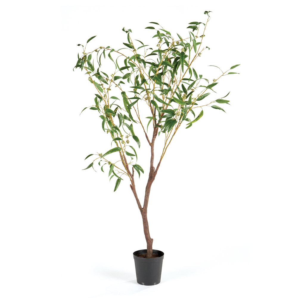 Napa Home & Garden Conservatory Weeping Eucalyptus Tree in Pot Wayfair