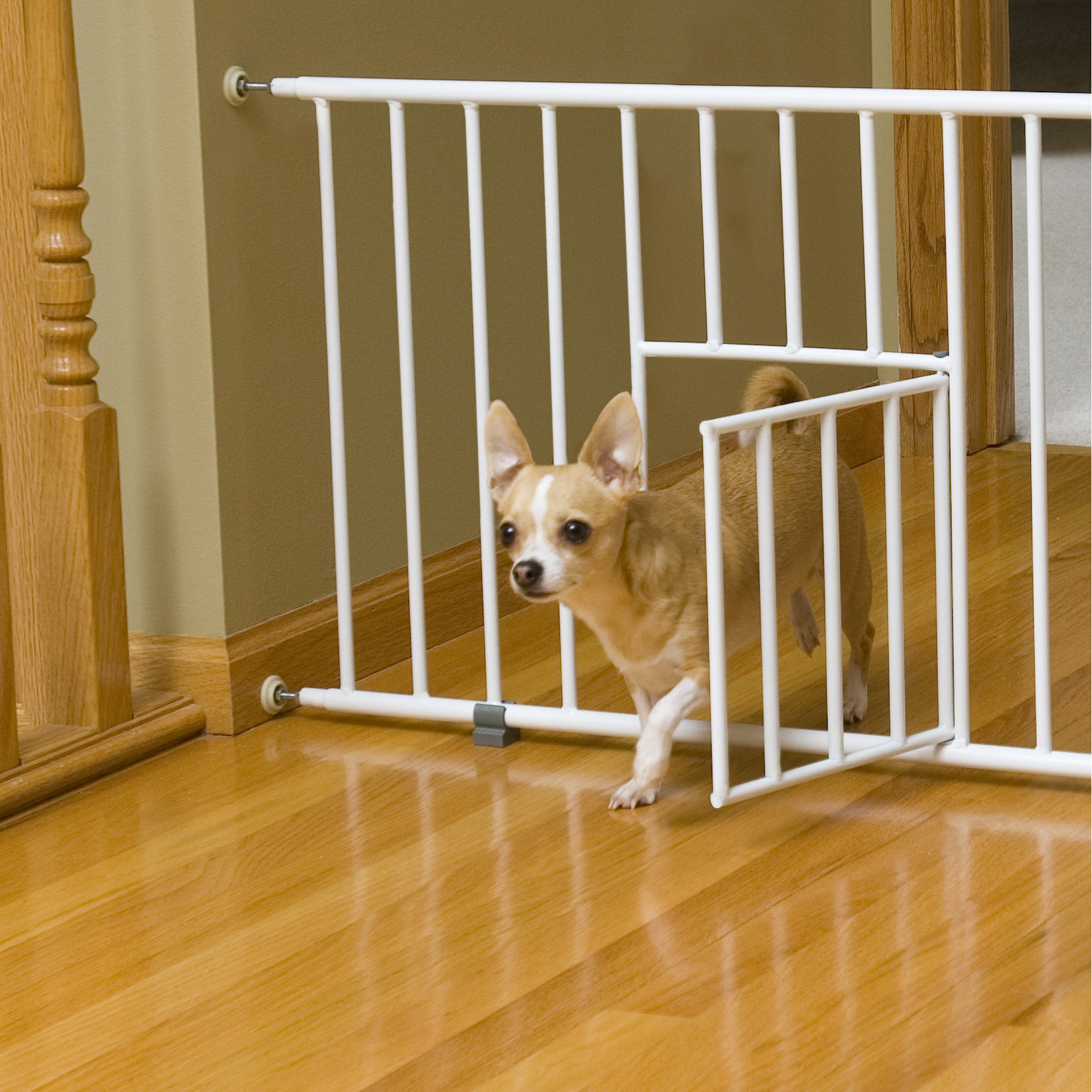 Carlson Pet Mini Pet Gate with Pet Door & Reviews Wayfair